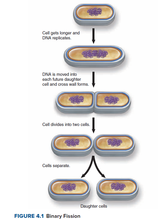 Cell gets longer and
DNA replicates.
DNA is moved into
each future daughter
cell and cross wall forms.
Cell divides into two cells.
Cells separate.
Daughter cells
FIGURE 4.1 Binary Fission
