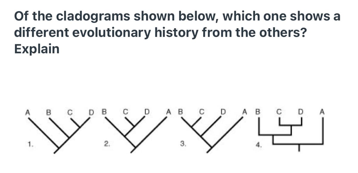 Of the cladograms shown below, which one shows a
different evolutionary history from the others?
Explain
A B
C D B C D AB CDAB
DA
2.
3.
4.
