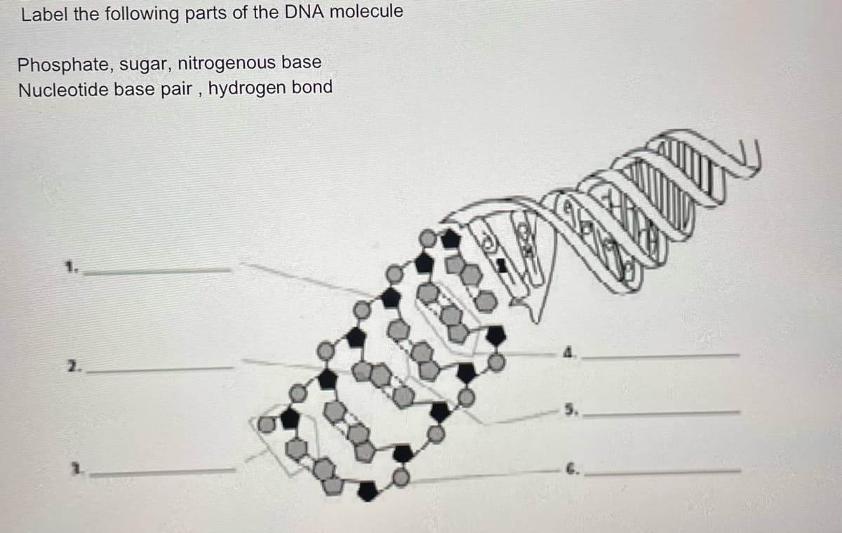 Label the following parts of the DNA molecule
Phosphate, sugar, nitrogenous base
Nucleotide base pair , hydrogen bond
2.
