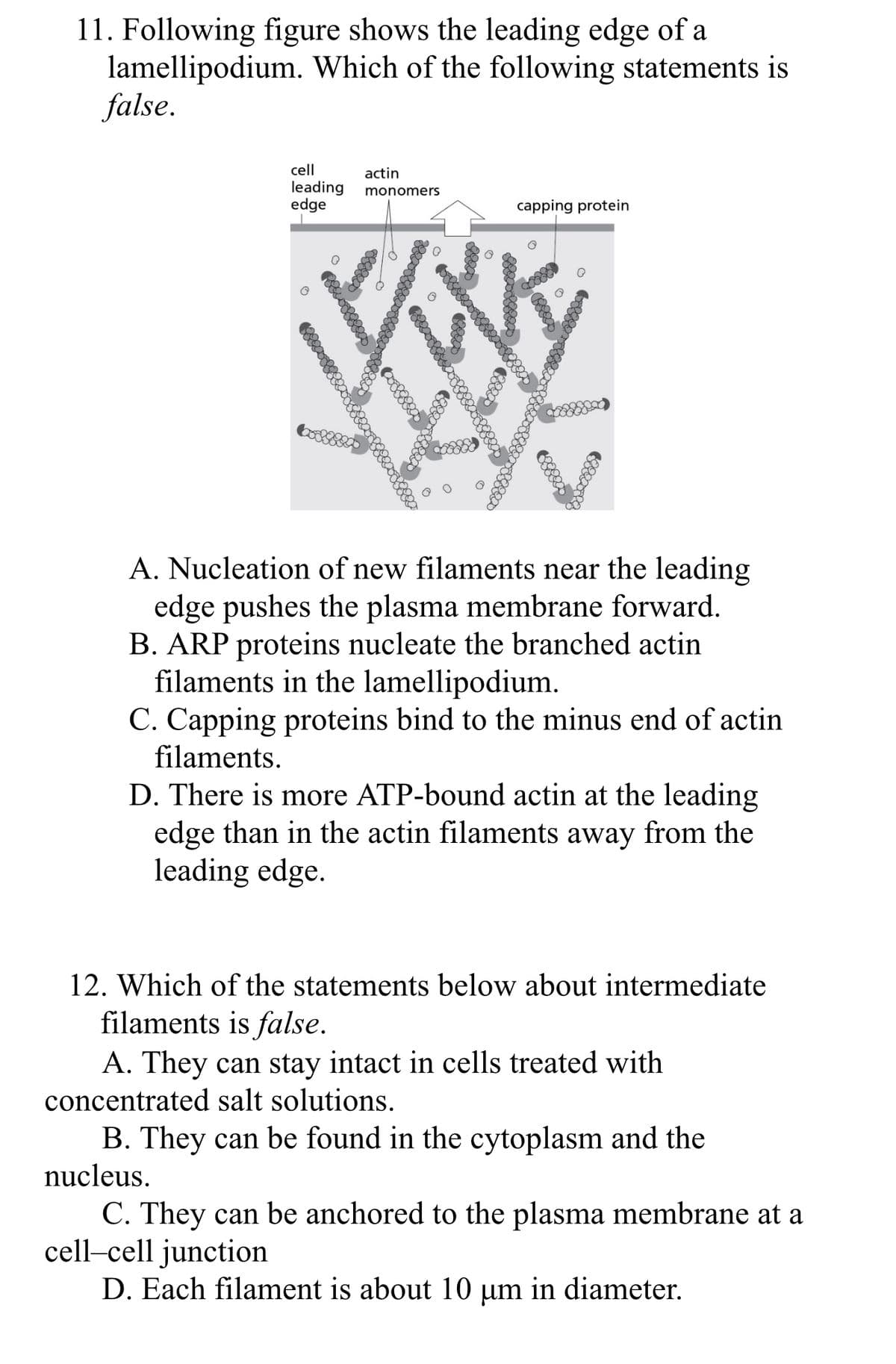 11. Following figure shows the leading edge of a
lamellipodium. Which of the following statements is
false.
cell
actin
leading
edge
monomers
capping protein
A. Nucleation of new filaments near the leading
edge pushes the plasma membrane forward.
B. ARP proteins nucleate the branched actin
filaments in the lamellipodium.
C. Capping proteins bind to the minus end of actin
filaments.
D. There is more ATP-bound actin at the leading
edge than in the actin filaments away from the
leading edge.
12. Which of the statements below about intermediate
filaments is false.
A. They can stay intact in cells treated with
concentrated salt solutions.
B. They can be found in the cytoplasm and the
nucleus.
C. They can be anchored to the plasma membrane at a
cell-cell junction
D. Each filament is about 10 um in diameter.
