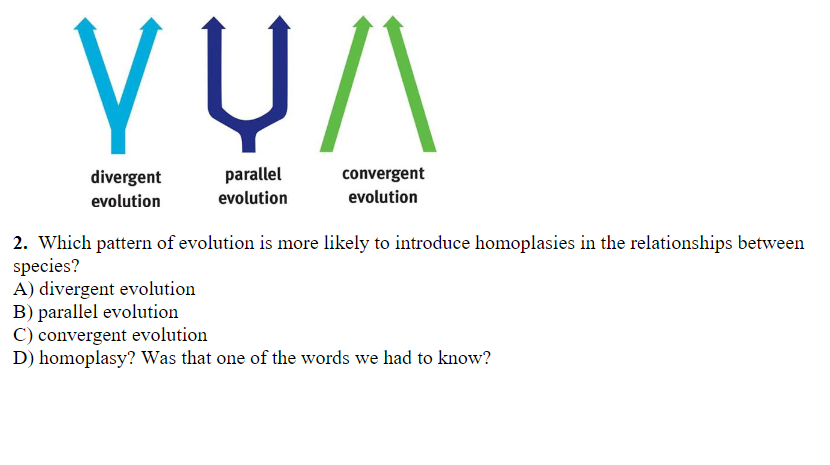 parallel
convergent
divergent
evolution
evolution
evolution
2. Which pattern of evolution is more likely to introduce homoplasies in the relationships between
species?
A) divergent evolution
B) parallel evolution
C) convergent evolution
D) homoplasy? Was that one of the words we had to know?
