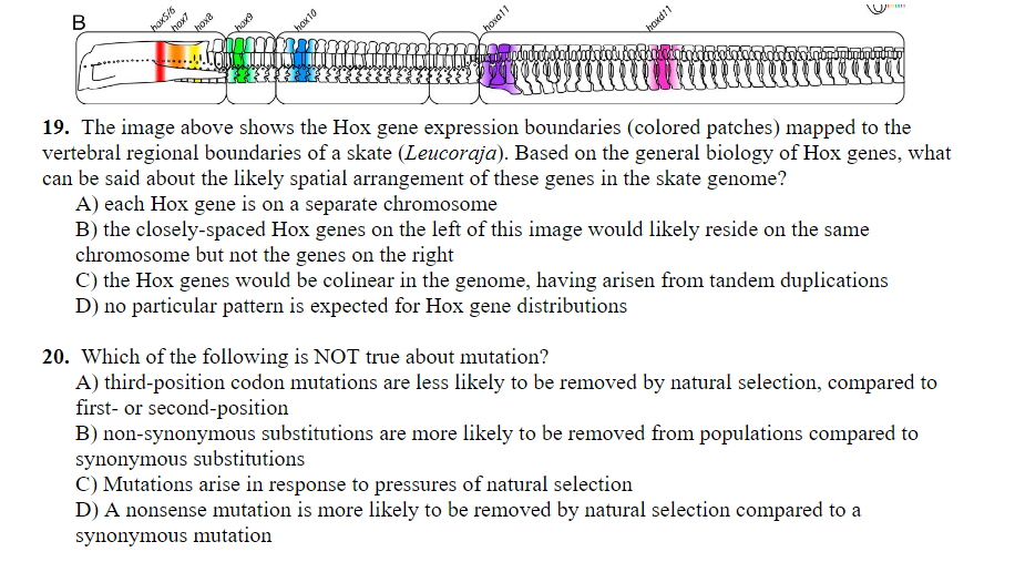 B
hoxa
harg
hoxat1
19. The image above shows the Hox gene expression boundaries (colored patches) mapped to the
vertebral regional boundaries of a skate (Leucoraja). Based on the general biology of Hox genes, what
can be said about the likely spatial arrangement of these genes in the skate genome?
A) each Hox gene is on a separate chromosome
B) the closely-spaced Hox genes on the left of this image would likely reside on the same
chromosome but not the genes on the right
C) the Hox genes would be colinear in the genome, having arisen from tandem duplications
D) no particular pattern is expected for Hox gene distributions
20. Which of the following is NOT true about mutation?
A) third-position codon mutations are less likely to be removed by natural selection, compared to
first- or second-position
B) non-synonymous substitutions are more likely to be removed from populations compared to
synonymous substitutions
C) Mutations arise in response to pressures of natural selection
D) A nonsense mutation is more likely to be removed by natural selection compared to a
synonymous mutation
baxto
baxdi1
