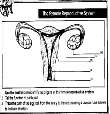 The Female Reproductive System
1. Uo the ilustration to identy the organs of the female reproductive nystem.
2 Telthe function of each part.
3 Traca the path of the egg cell from the ovary lo the uterus using a crayon. Use arows
to indicate direction.
