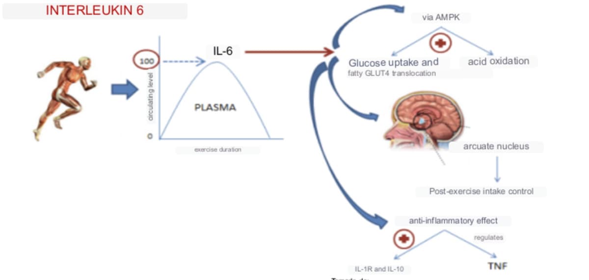 INTERLEUKIN 6
IL-6
尽心
PLASMA
100
exercise duration
via AMPK
Glucose uptake and
fatty GLUT4 translocation
IL-1R and IL-10
acid oxidation
arcuate nucleus
Post-exercise intake control
anti-inflammatory effect
regulates
TNF