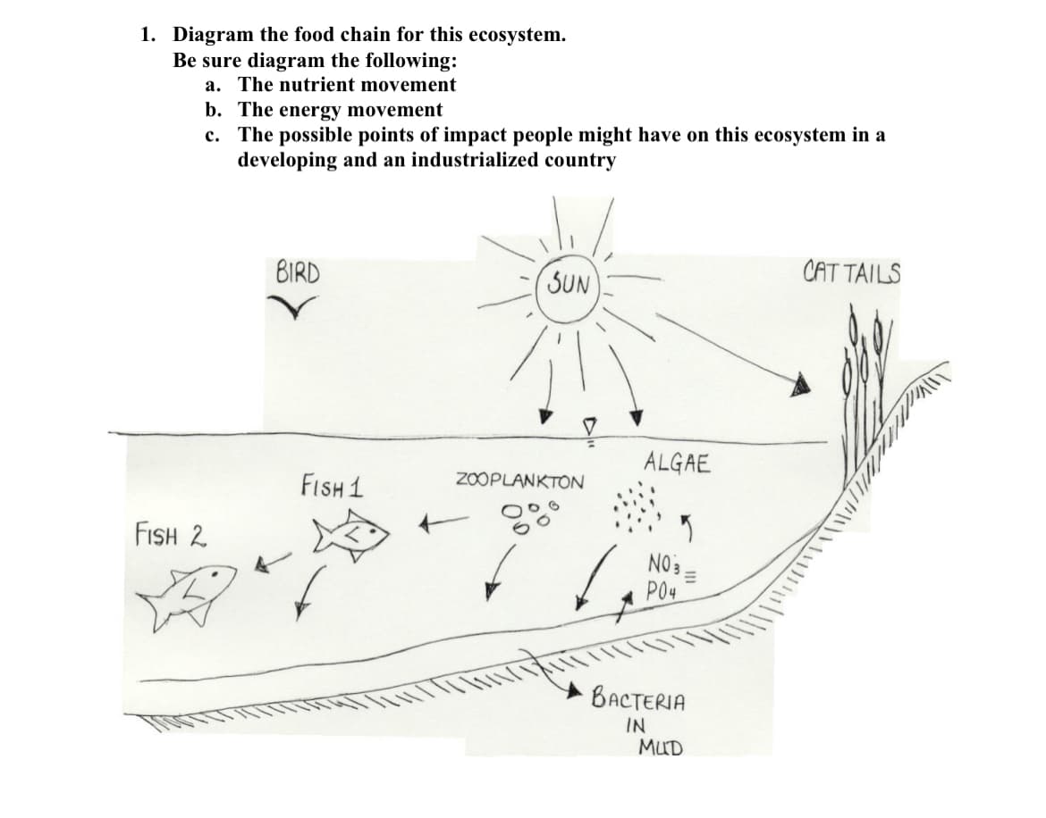 1. Diagram the food chain for this ecosystem.
Be sure diagram the following:
a. The nutrient movement
b. The energy movement
c.
The possible points of impact people might have on this ecosystem in a
developing and an industrialized country
FISH 2
BIRD
FISH 1
SUN
ZOOPLANKTON
ALGAE
NO 3-
E
P04
BACTERIA
IN
MUD
CAT TAILS
WILL