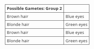 Possible Gametes: Group 2
Brown hair
Blue eyes
Blonde hair
Green eyes
Brown hair
Blue eyes
Blonde hair
Green eyes
