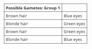 Possible Gametes: Group 1
Brown hair
Blonde hair
Blue eyes
Green eyes
Green eyes
Brown hair
Blonde hair
Blue eyes
