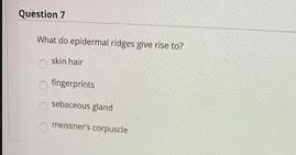 Question 7
What do epidermal ridges give rise to?
skin hair
O fingerprints
sebaceous gland
meissner's corpuscle
