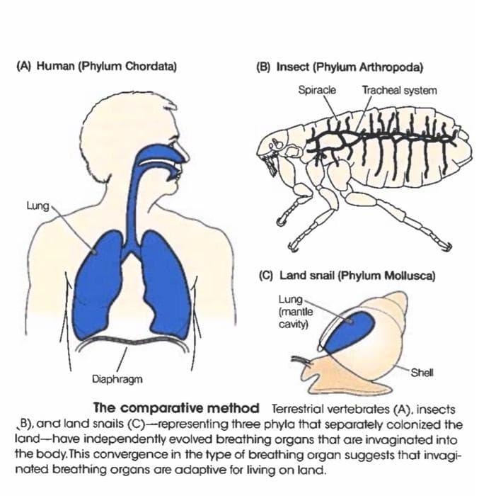 (A) Human (Phylum Chordata)
(B) Insect (Phylum Arthropoda)
Spiracle
Tracheal system
Lung
(C) Land snail (Phylum Mollusca)
Lung-
(mantle
cavity)
Shell
Diaphragm
The comparative method Terrestrial vertebrates (A). insects
B), and land snails (C)-representing three phyla that separately colonized the
land-have independently evolved breathing organs that are invaginated into
the body. This convergence in the type of breathing organ suggests that invagi-
nated breathing organs are adaptive for living on land.
