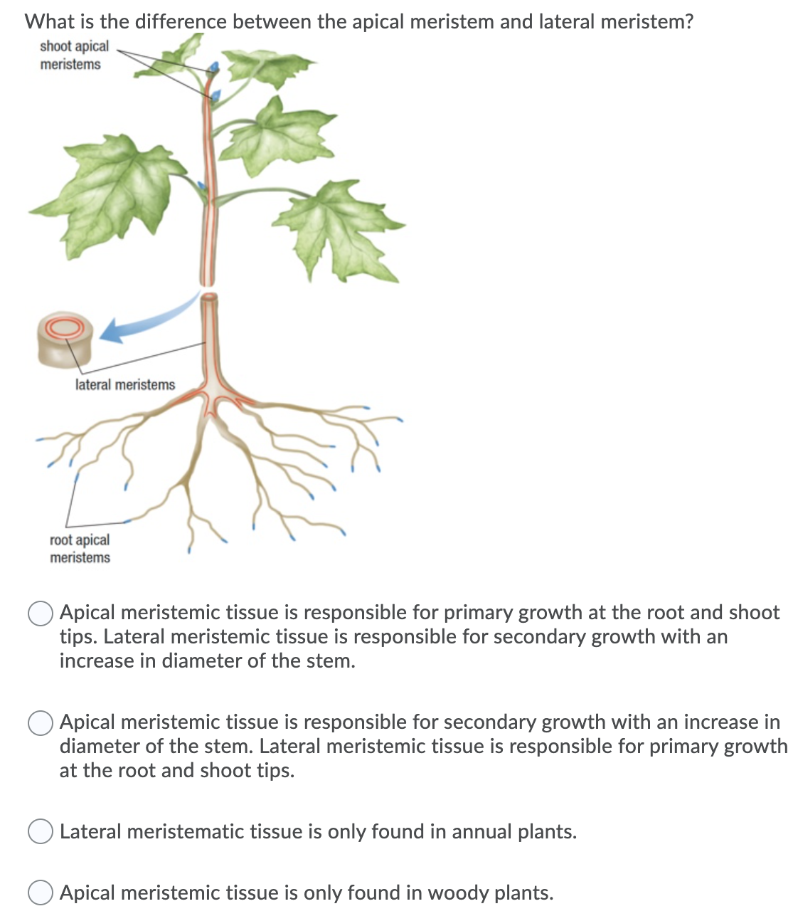 What is the difference between the apical meristem and lateral meristem?
shoot apical
meristems
lateral meristems
root apical
meristems
Apical meristemic tissue is responsible for primary growth at the root and shoot
tips. Lateral meristemic tissue is responsible for secondary growth with an
increase in diameter of the stem.
Apical meristemic tissue is responsible for secondary growth with an increase in
diameter of the stem. Lateral meristemic tissue is responsible for primary growth
at the root and shoot tips.
Lateral meristematic tissue is only found in annual plants.
O Apical meristemic tissue is only found in woody plants.
