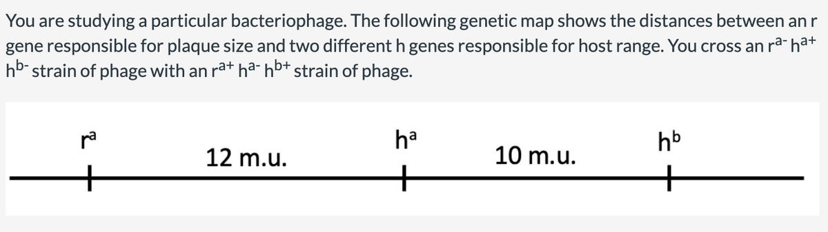 You are studying a particular bacteriophage. The following genetic map shows the distances between an r
gene responsible for plaque size and two different h genes responsible for host range. You cross an rª- ha+
hb-strain of phage with an ra+ ha-hb+ strain of phage.
ra
12 m.u.
ha
10 m.u.
hb