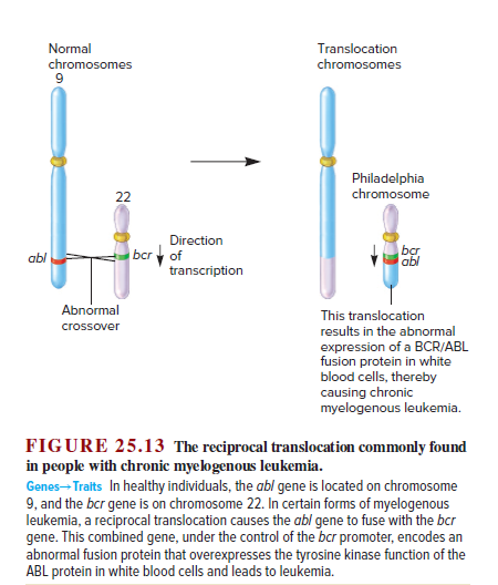 Normal
Translocation
chromosomes
chromosomes
Philadelphia
chromosome
22
Direction
bcry of
bạr
abl
abl
transcription
Abnormal
This translocation
crossover
results in the abnormal
expression of a BCR/ABL
fusion protein in white
blood cells, thereby
causing chronic
myelogenous leukemia.
FIGURE 25.13 The reciprocal translocation commonly found
in people with chronic myelogenous leukemia.
Genes-Traits In healthy individuals, the abl gene is located on chromosome
9, and the bcr gene is on chromosome 22. In certain forms of myelogenous
leukemia, a reciprocal translocation causes the abl gene to fuse with the bcr
gene. This combined gene, under the control of the bcr promoter, encodes an
abnormal fusion protein that overexpresses the tyrosine kinase function of the
ABL protein in white blood cells and leads to leukemia.
