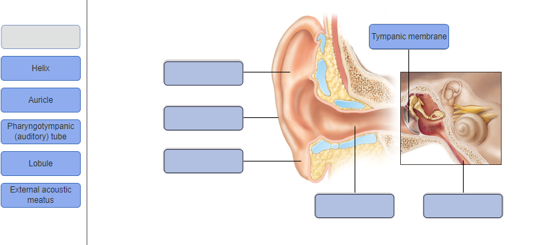 Helix
Auricle
Pharyngotympanic
(auditory) tube
Lobule
External acoustic
meatus
111
Tympanic membrane