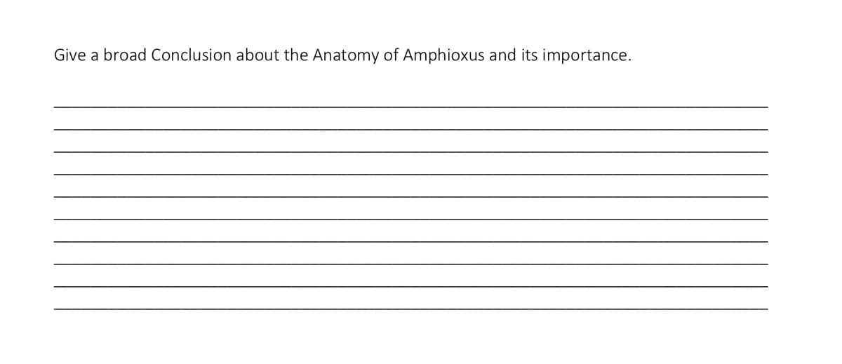 Give a broad Conclusion about the Anatomy of Amphioxus and its importance.
