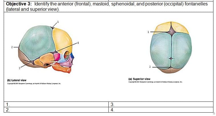 Objective 3: Identify the anterior (frontal), mastoid, sphenoidal, and posterior (occipital) fontanelles
(lateral and superior view).
(b) Lateral view
(a) Superlor vlew
Cerpreo Barmnomgomece ey Lomg .
1.
3.
2.
4.
