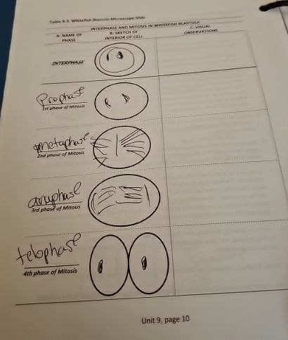 A NAME OF
PHASE
INTERPHASE AND MITOSIS IN WHITEFISH BLASTULA
B: SKETCH OF
INTERIOR OF CELL
Visual
ORSERVATIONS
INTERPHASE
Prophase
1st phase of Mi
metaph
2nd phase of Mitosis
anuphase
3rd phase of Mitosis
telophase
4th phase of Mitosis
Unit 9, page
10