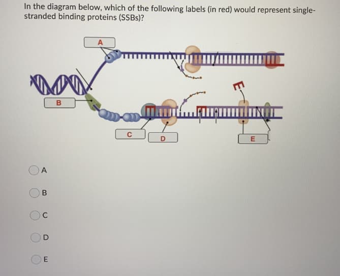 In the diagram below, which of the following labels (in red) would represent single-
stranded binding proteins (SSBS)?
A
B
A
E.
