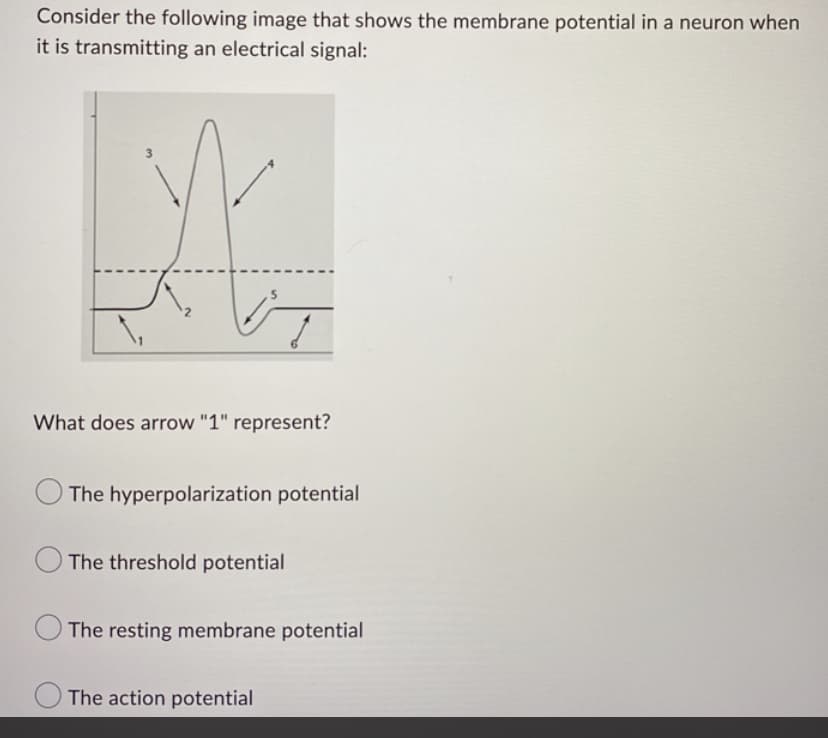 Consider the following image that shows the membrane potential in a neuron when
it is transmitting an electrical signal:
2
1
What does arrow "1" represent?
The hyperpolarization potential
The threshold potential
The resting membrane potential
The action potential