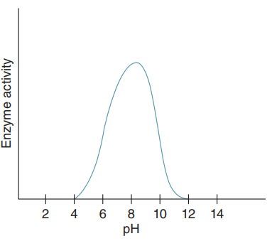 +
10
2
4
6
12 14
pH
Enzyme activity
