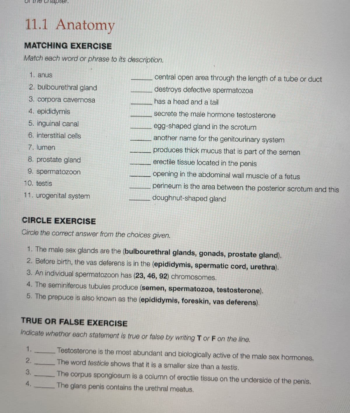 pler.
11.1 Anatomy
MATCHING EXERCISE
Match each word or phrase to its description.
1. anus
central open area through the length of a tube or duct
2. bulbourethral gland
destroys defective spermatozoa
3. corpora cavernosa
has a head and a tail
4. epididymis
secrete the male hormone testosterone
5. inguinal canal
egg-shaped gland in the scrotum
6. interstitial cells
another name for the genitourinary system
7. lumen
produces thick mucus that is part of the semen
8. prostate gland
erectile tissue located in the penis
9. spermatozoon
opening in the abdominal wall muscle of a fetus
10. testis
perineum is the area between the posterior scrotum and this
11. urogenital system
doughnut-shaped gland
CIRCLE EXERCISE
Circle the correct answer from the choices given.
1. The male sex glands are the (bulbourethral glands, gonads, prostate gland).
2. Before birth, the vas deferens is in the (epididymis, spermatic cord, urethra).
3. An individual spermatozoon has (23, 46, 92) chromosomes.
4. The seminiferous tubules produce (semen, spermatozoa, testosterone).
5. The prepuce is also known as the (epididymis, foreskin, vas deferens).
TRUE OR FALSE EXERCISE
Indicate whether each statement is true or false by writing T or F on the line.
1.
Testosterone is the most abundant and biologically active of the male sex hormones.
2.
The word testicle shows that it is a smaller size than a testis.
The corpus spongiosum is a column of erectile tissue on the underside of the penis.
The glans penis contains the urethral meatus.
34.
