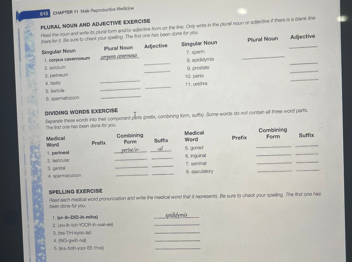 618 CHAPTER 11 Male Reproductive Medicine
Read the noun and write its plural form and/or adjective form on the line. Only write in the plural noun or adjective if there is a blank line
there for it. Be sure to check your spelling. The first one has been done for you.
PLURAL NOUN AND ADJECTIVE EXERCISE
Plural Noun
Adjective
Plural Noun
Adjective
Singular Noun
Singular Noun
7. sperm
1. corpus cavernosum
сoгрora cavernosa
8. epididymis
2. scrotum
9. prostate
3. perineum
10. penis
4. testis
11. urethra
5. testicle
6. spermatozoon
DIVIDING WORDS EXERCISE
Separate these words into their component perts (prefix, combining form, suffix). Some words do not contain all three word parts.
The first one has been done for you.
Combining
Medical
Word
Combining
Medical
Word
Prefix
Form
Suffix
Prefix
Form
Suffix
1. perineal
perine/o-
-al
5. gonad
2. testicular
6. inguinal
3. genital
7. seminal
4. spermatozoon
8. ejaculatory
SPELLING EXERCISE
Read each medical word pronunciation and write the medical word that it represents. Be sure to check your spelling. The first one has
been done for you.
1. (EP-ih-DID-ih-mihs)
epididymis
2. (JEN-ih-toh-YOOR-ih-NAIR-ee)
3. (tes-TIH-kyoo-lar)
4. (ING-gwih-nal)
5. (BUL-boh-yoor-EE-thral)
