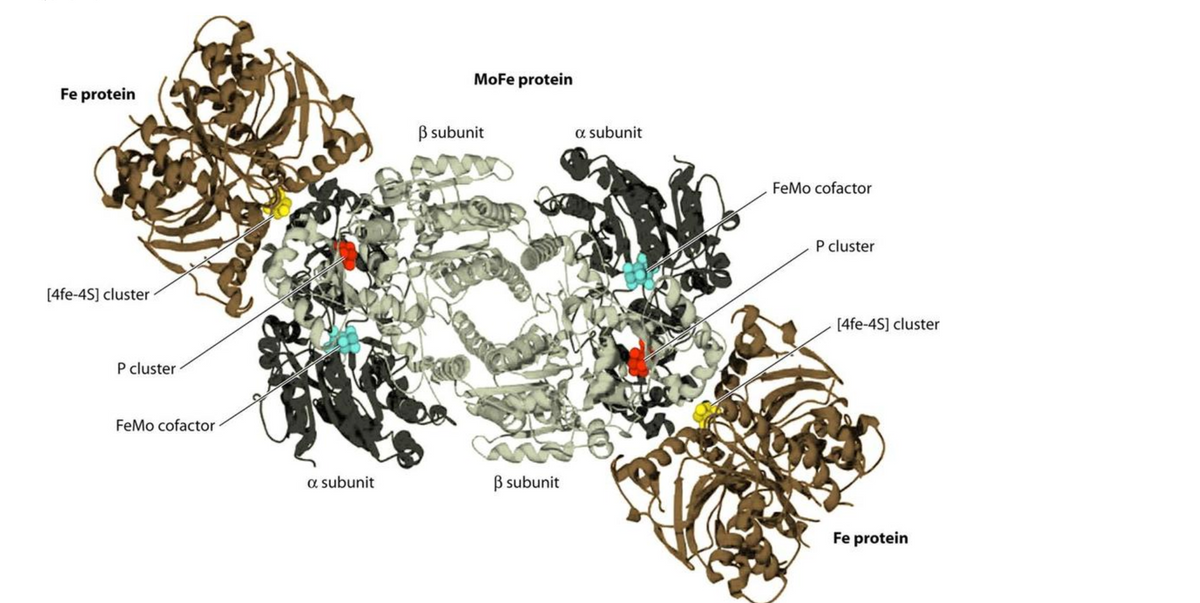 MoFe protein
Fe protein
B subunit
a subunit
FeMo cofactor
P cluster
[4fe-4S] cluster
[4fe-4S] cluster
P cluster
FeMo cofactor -
a subunit
ß subunit
Fe protein
