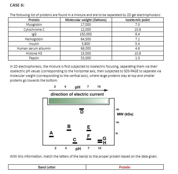 CASE 6:
The following list of proteins are found in a mixture and are to be separated by 2D gel electrophoresis:
Protein
Molecular weight (Daltons)
Isoelectric point
Myoglobin
Cytochrome C
17,000
7.0
12,000
150,000
10.6
IgG
6.4
Hemoglobin
64,500
5,800
7.1
Insulin
5.4
Human serum albumin
66,000
4.6
Histone H3
15,000
33,000
10.8
Pepsin
1.0
In 2D electrophoresis, the mixture is first subjected to isoelectric focusing, separating them via their
isoelectric pH values (corresponding to the horizontal axis, then subjected to SDS-PAGE to separate via
molecular weight (corresponding to the vertical axis), where large proteins stay at top and smaller
proteins go towards the bottom.
10
pH 7
direction of electric current
150
MW (kDa)
100
в
2 4
pH 7 10
With this information, match the letters of the bands to the proper protein based on the data given.
Band Letter
Protein
wl ul
