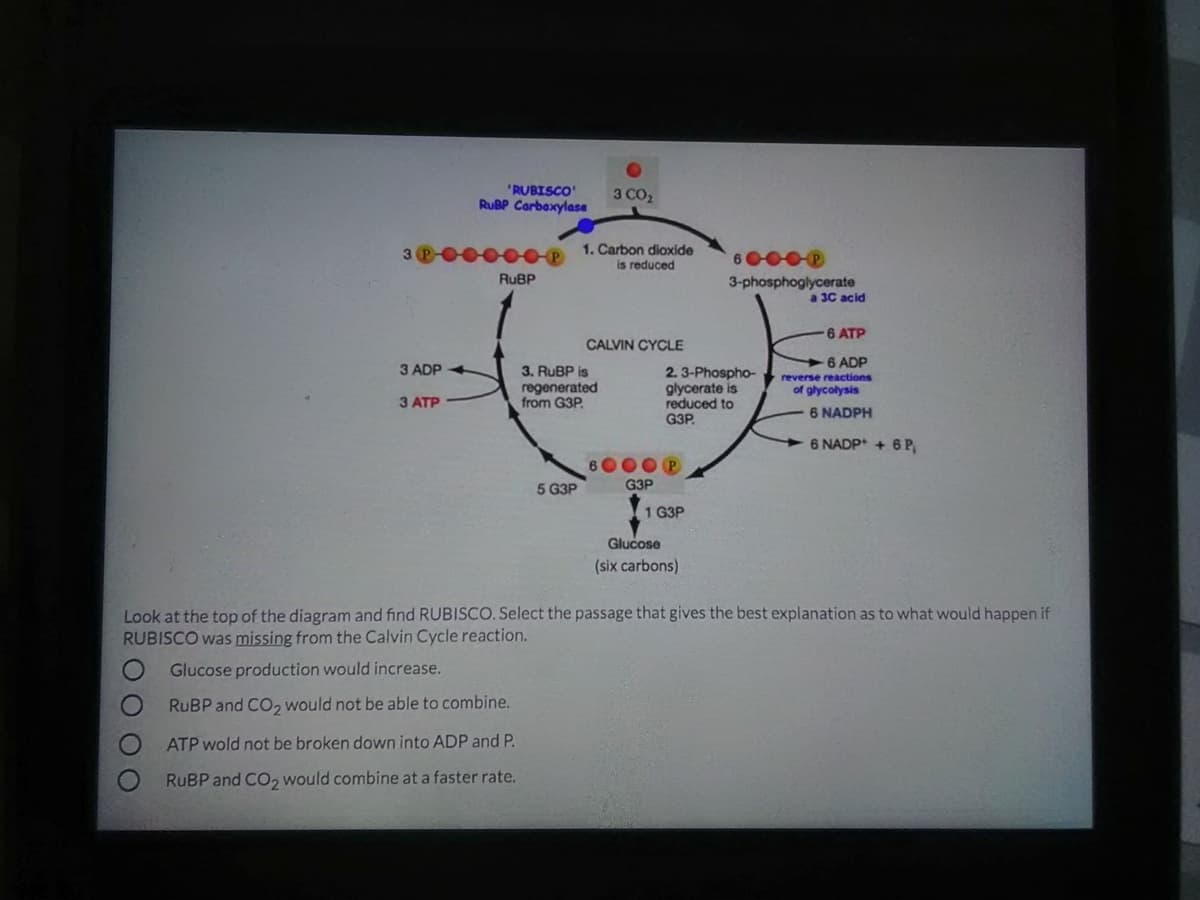 "RUBISCO
RUBP Carbaxylase
3 CO2
3 P-OO00OD
1. Carbon dioxide
is reduced
RUBP
3-phosphoglycerate
a 3C acid
6 ATP
CALVIN CYCLE
3 ADP
6 ADP
3. RUBP is
regenerated
from G3P.
2.3-Phospho-
glycerate is
reduced to
G3P.
reverse reactions
of glycolysis
З АТР
6 NADPH
6 NADP+ + 6P,
6000 P
5 G3P
G3P
1 G3P
Glucose
(six carbons)
Look at the top of the diagram and find RUBISCO. Select the passage that gives the best explanation as to what would happen if
RUBISCO was missing from the Calvin Cycle reaction.
Glucose production would increase.
RUBP and CO, would not be able to combine.
ATP wold not be broken down into ADP and P.
RUBP and CO2 would combine at a faster rate.
ОООО
