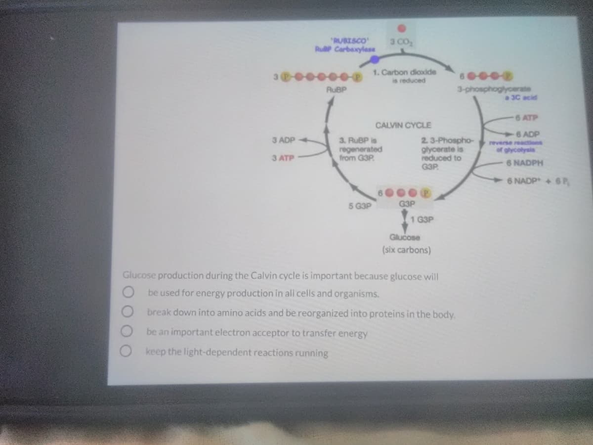 RUBISCO
RuP Carbaxylase
3 CO2
1. Carbon dioodide
is reduced
3-phosphoglyoerate
a 3C acid
RUBP
6 ATP
CALVIN CYCLE
6 ADP
3 ADP
2. 3-Phospho-
glycerate is
reduced to
G3P.
3. RUBP is
reverse reactions
regenerated
from G3P.
of glycolysis
3 ATP
6 NADPH
6 NADP + 6P
6000e
5 G3P
G3P
1 G3P
Glucose
(six carbons)
Glucose production during the Calvin cycle is important because glucose will
be used for energy production in all cells and organisms.
break down into amino acids and be reorganized into proteins in the body.
be an important electron acceptor to transfer energy
keep the light-dependent reactions running
OO OO
