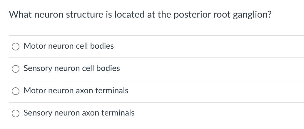 What neuron structure is located at the posterior root ganglion?
Motor neuron cell bodies
Sensory neuron cell bodies
Motor neuron axon terminals
O Sensory neuron axon terminals
