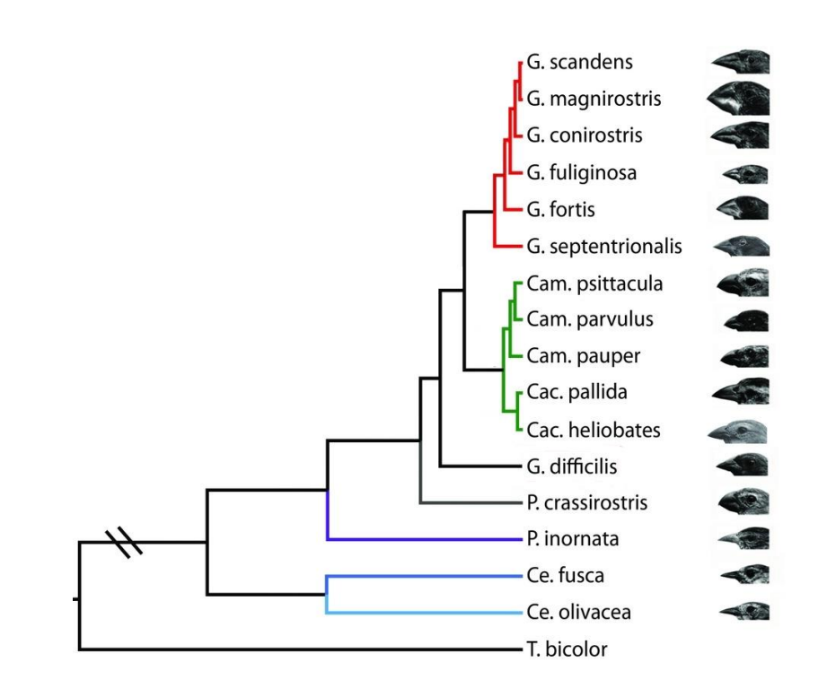 G. scandens
G. magnirostris
- G. conirostris
G. fuliginosa
G. fortis
G. septentrionalis
Cam. psittacula
Cam. parvulus
- Cam. pauper
Cac. pallida
Cac. heliobates
- G. difficilis
P. crassirostris
P. inornata
-Ce. fusca
-Ce. olivacea
•T. bicolor