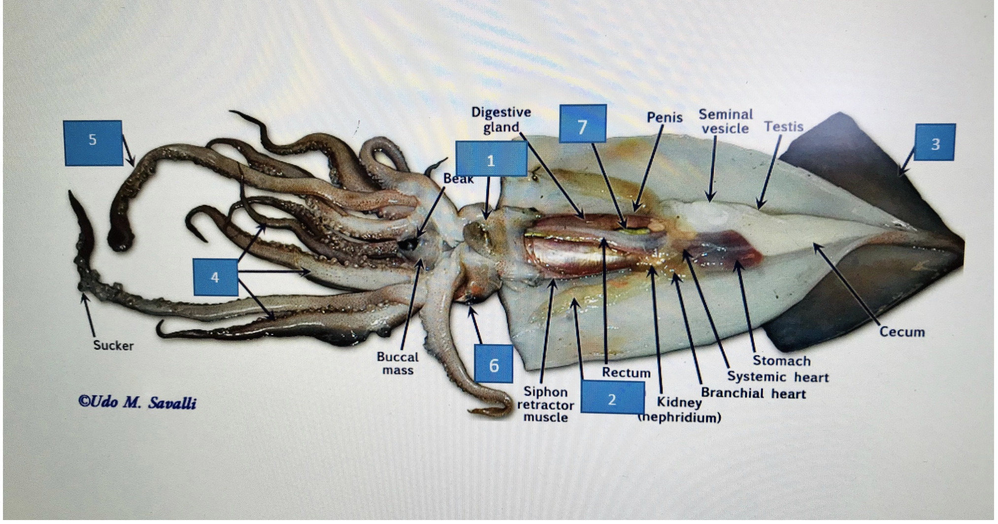 Digestive
gland
Penis Seminal
vesicle Testis
Beak
Cecum
Sucker
Buccal
Stomach
Systemic heart
Branchial heart
mass
Rectum
©Udo M. Savalli
Siphon
retractor
Kidney
Thephridium)
muscle
3.
