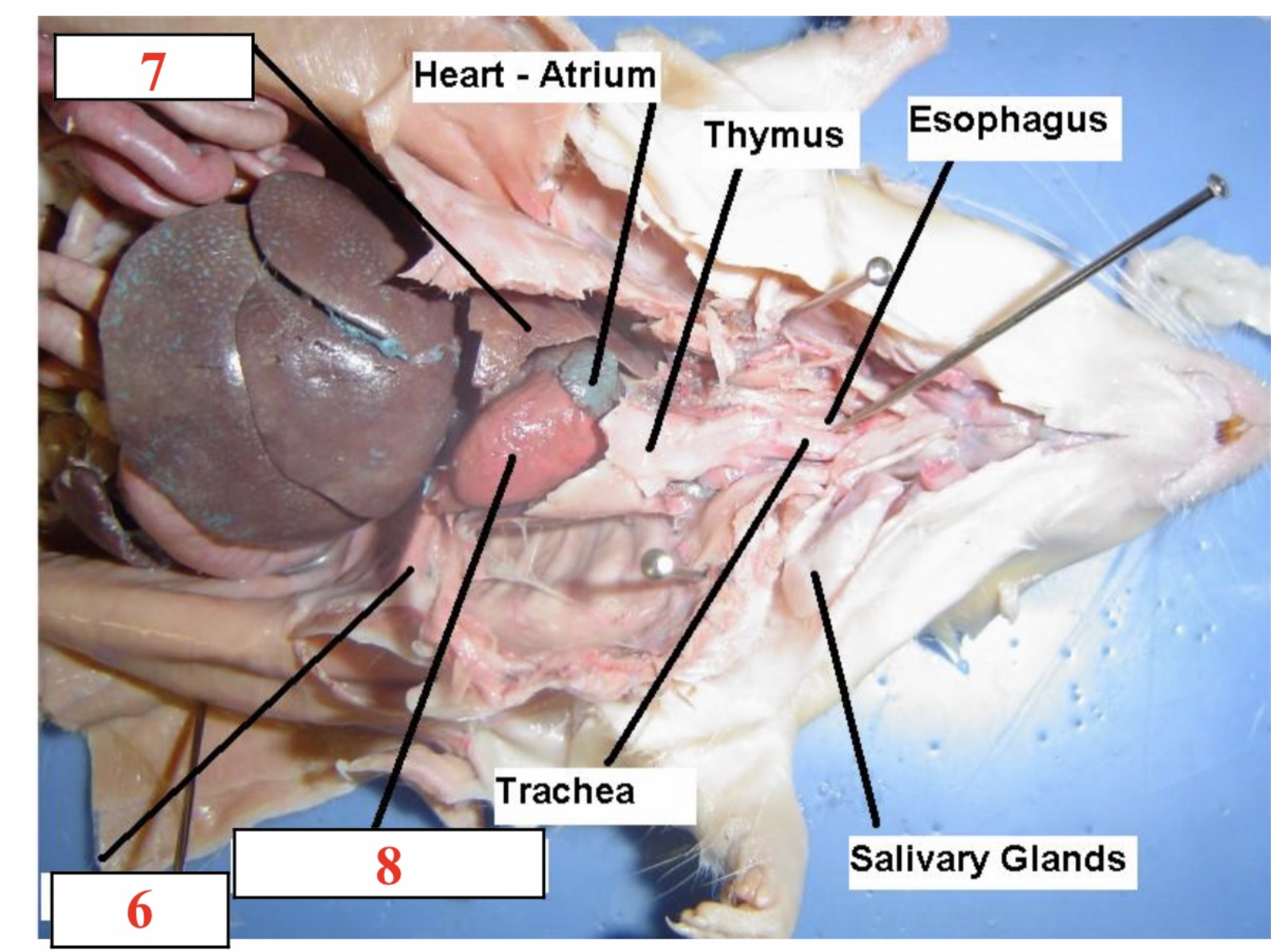 7.
Heart - Atrium
Thymus
Esophagus
Trachea
Salivary Glands
6.
