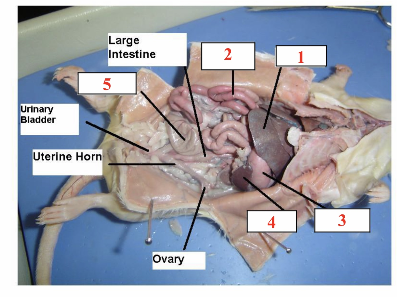 Large
Intestine
Urinary
Bladder
Uterine Horn
4
Ovary
