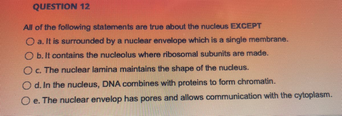 QUESTION 12
All of the following statements are true about the nucleus EXCEPT
Oa. It is surrounded by a nuclear envelope which is a single membrane.
Ob. It contains the nucleolus where ribosomal subunits are made.
Oc. The nuclear lamina maintains the shape of the nucleus.
Od. In the nucleus, DNA combines with proteins to form chromatin.
e. The nuclear envelop has pores and allows communication with the cytoplasm.
