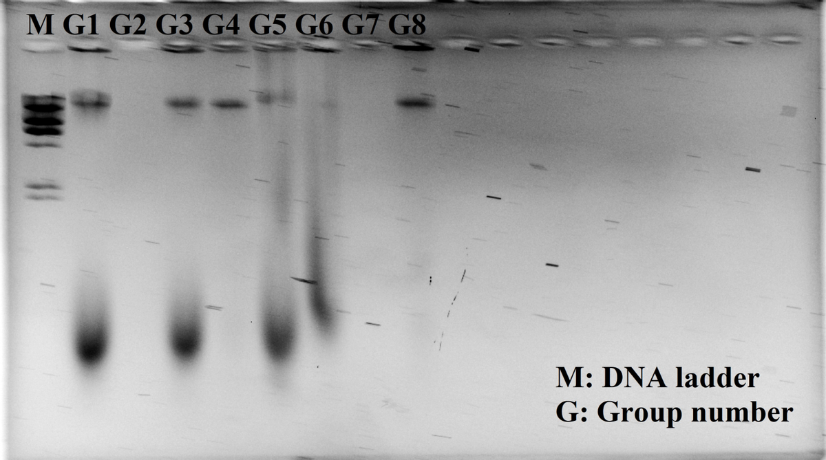 M G1 G2 G3 G4 G5 G6 G7 G8
M: DNA ladder
G: Group number