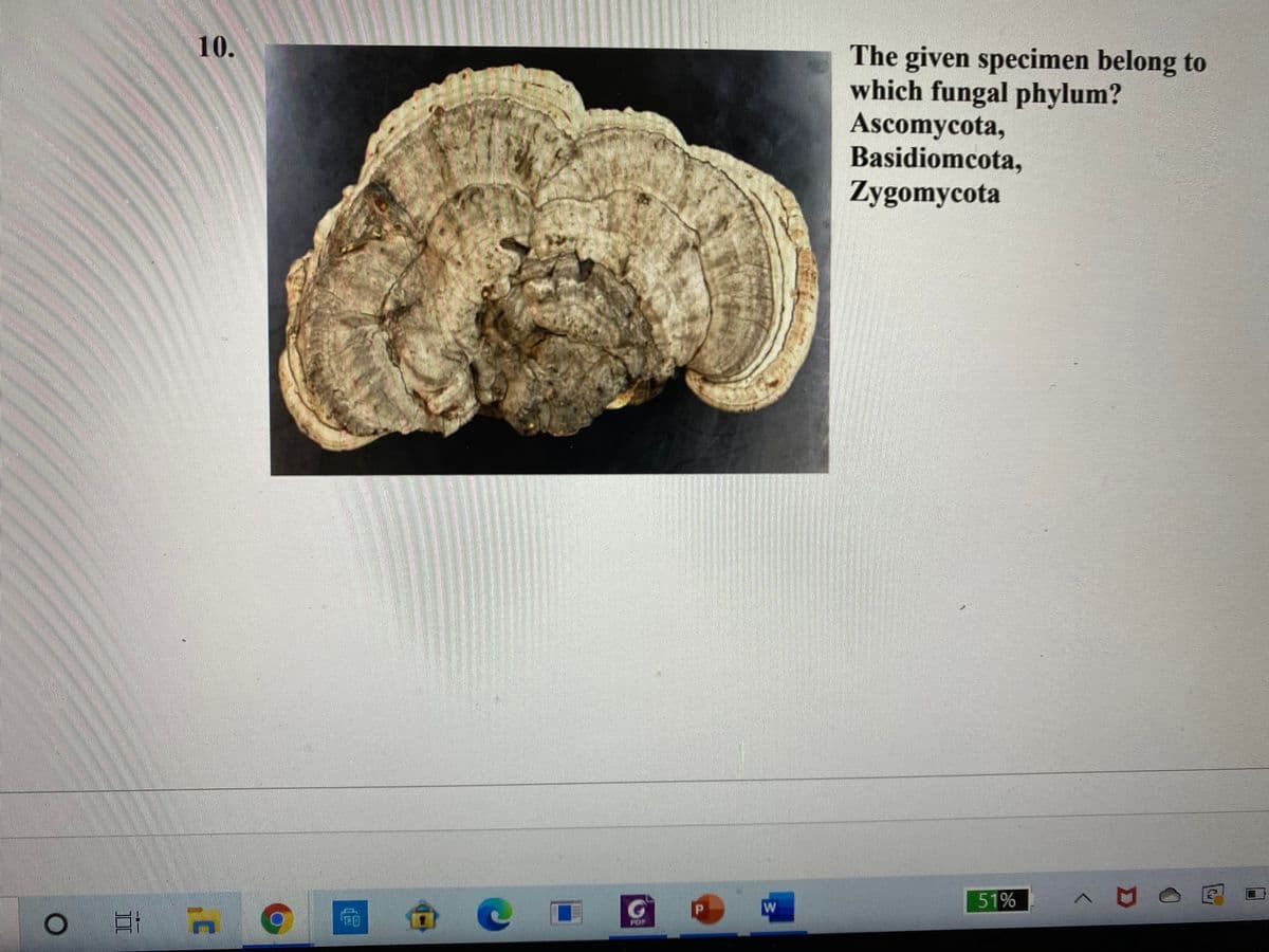 10.
The given specimen belong to
which fungal phylum?
Ascomycota,
Basidiomcota,
Zygomycota
51%
W
POP

