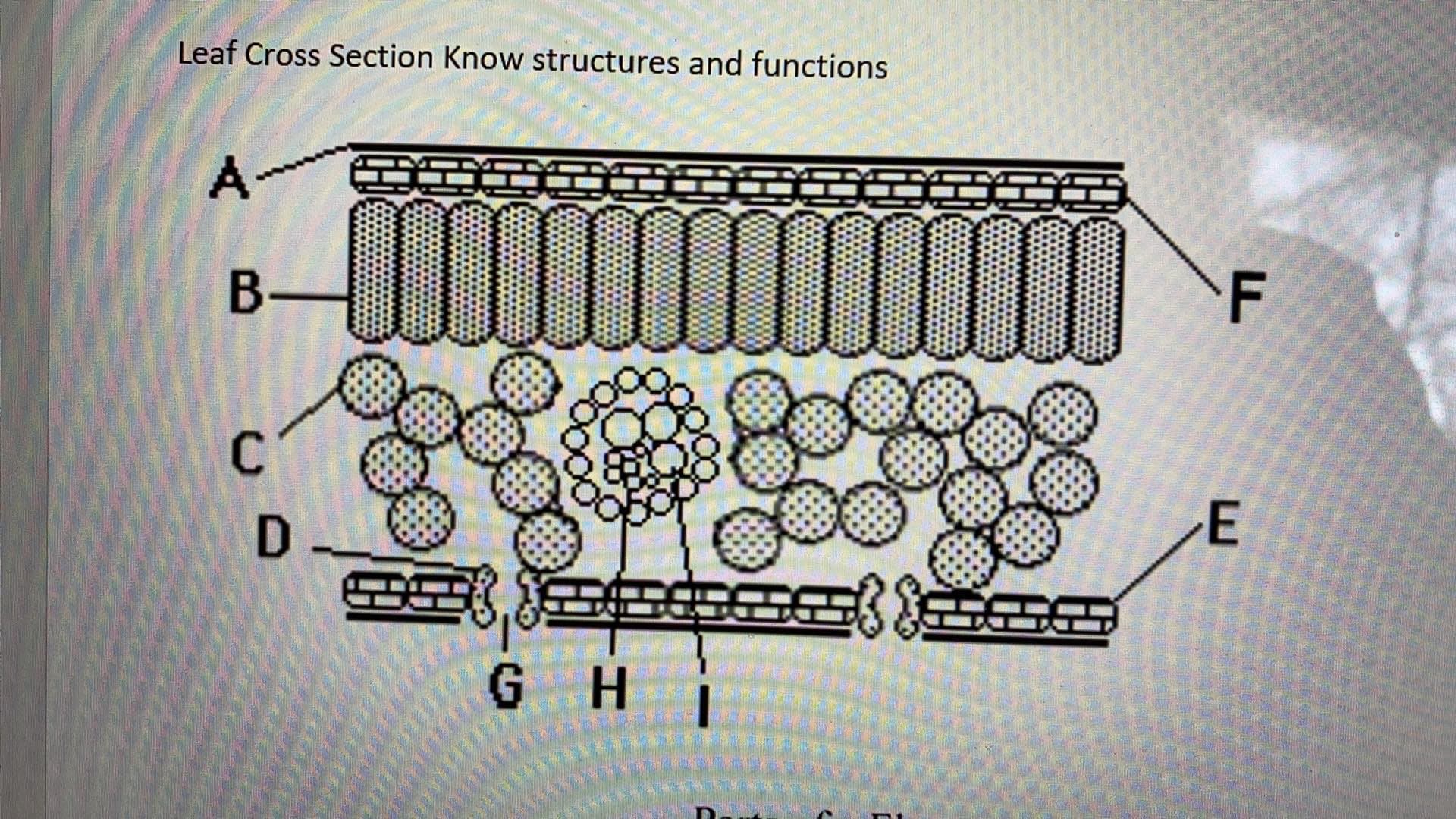 Leaf Cross Section Know structures and functions
A-
GH
