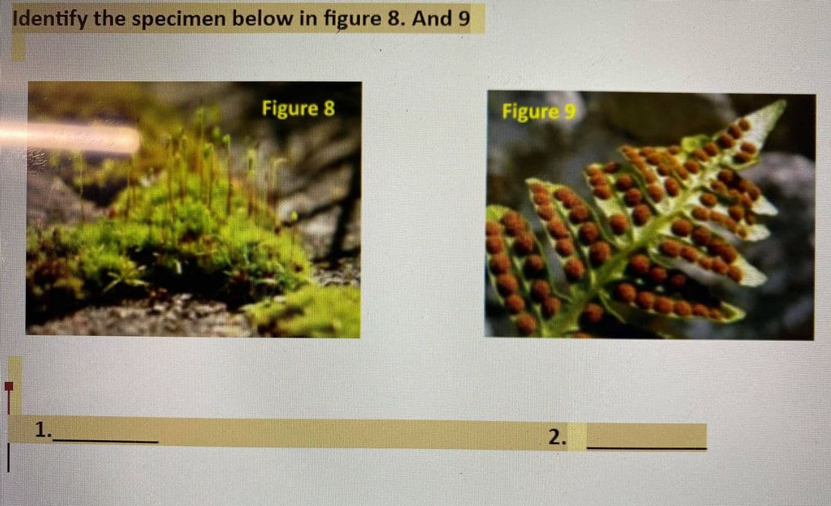 Identify the specimen below in figure 8. And 9
Figure 8
Figure 9
1.
2.
