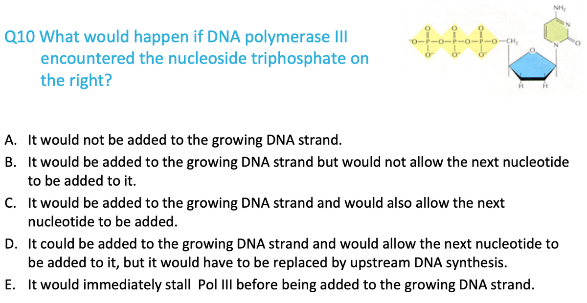 Q10 What would happen if DNA polymerase III
encountered the nucleoside triphosphate on
the right?
ofo
H
C. It would be added to the growing DNA strand and would also allow the next
nucleotide to be added.
H
NH₂
A. It would not be added to the growing DNA strand.
B. It would be added to the growing DNA strand but would not allow the next nucleotide
to be added to it.
D. It could be added to the growing DNA strand and would allow the next nucleotide to
be added to it, but it would have to be replaced by upstream DNA synthesis.
E.
It would immediately stall Pol III before being added to the growing DNA strand.