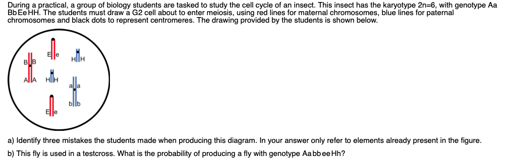 During a practical, a group of biology students are tasked to study the cell cycle of an insect. This insect has the karyotype 2n=6, with genotype Aa
Bb Ee HH. The students must draw a G2 cell about to enter meiosis, using red lines for maternal chromosomes, blue lines for paternal
chromosomes and black dots to represent centromeres. The drawing provided by the students is shown below.
a) Identify three mistakes the students made when producing this diagram. In your answer only refer to elements already present in the figure.
b) This fly is used in a testcross. What is the probability of producing a fly with genotype Aabbee Hh?
