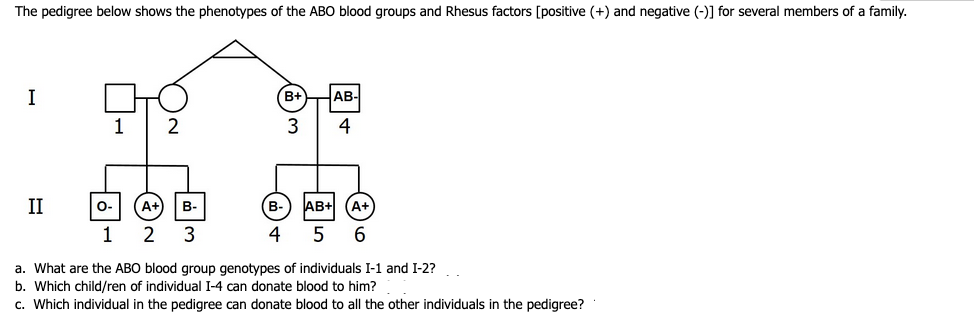 The pedigree below shows the phenotypes of the ABO blood groups and Rhesus factors [positive (+) and negative (-)] for several members of a family.
I
(B+
AB-
1
2
3
4
II
O-
A+
В-
B-
AB+
A+
1
2
4
5 6
a. What are the ABO blood group genotypes of individuals I-1 and I-2?
b. Which child/ren of individual I-4 can donate blood to him?
c. Which individual in the pedigree can donate blood to all the other individuals in the pedigree?
