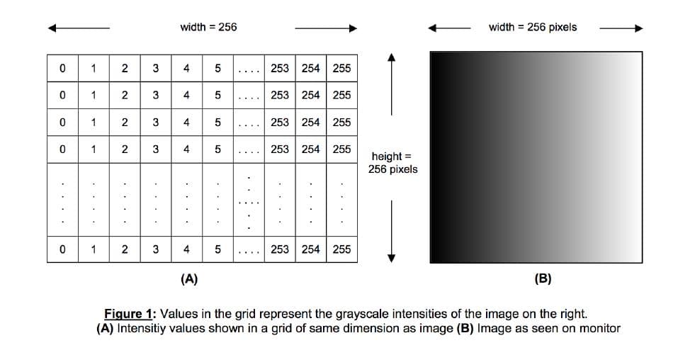 width = 256
width = 256 pixels
3
253
254 255
0 1 2 3
1 2 3 4
4
253 254 255
....
5
253
254
255
....
1 2 3
4
253 254 255
height =
256 pixels
....
...
1
2
3
4
5
253
254 255
(A)
(B)
Figure 1: Values in the grid represent the grayscale intensities of the image on the right.
(A) Intensitiy values shown in a grid of same dimension as image (B) Image as seen on monitor
: .
...
..
. ..
..
1-
. .
