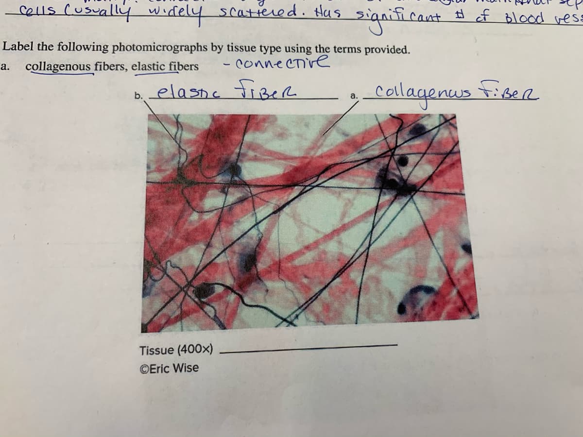 celus (usually wirdely scatiered. Has significant
# of Blood vess
Label the following photomicrographs by tissue type using the terms provided.
collagenous fibers, elastic fibers
Connecnive
a.
b elasne FiBeR
callagenws FiseR
a.
Tissue (400x)
©Eric Wise
