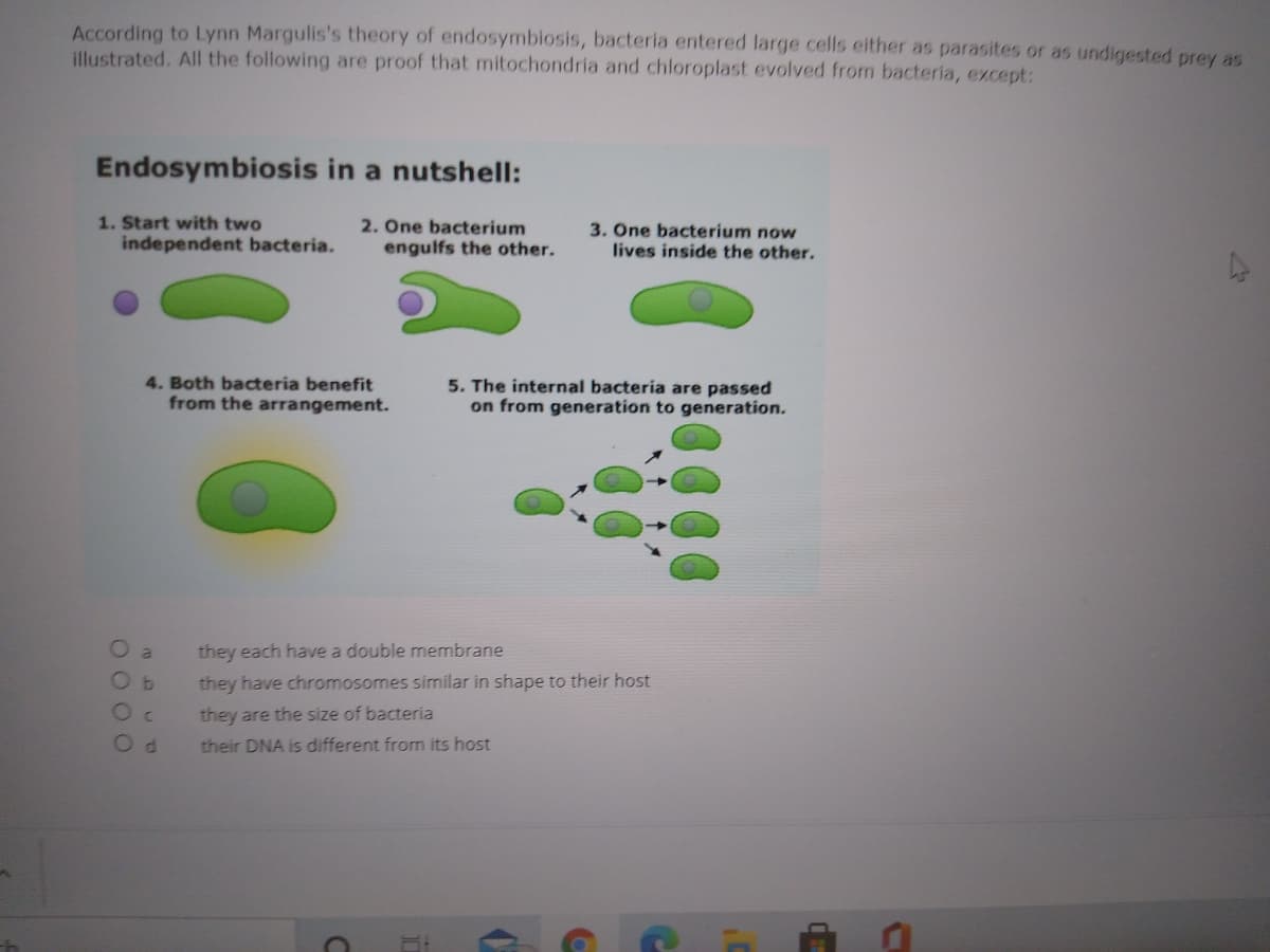 According to Lynn Margulis's theory of endosymbiosis, bacteria entered large cells either as parasites or as undigested prey as
illustrated. All the following are proof that mitochondria and chloroplast evolved from bacteria, except:
Endosymbiosis in a nutshell:
1. Start with two
2. One bacterium
engulfs the other.
3. One bacterium now
lives inside the other.
independent bacteria.
4. Both bacteria benefit
from the arrangement.
5. The internal bacteria are passed
on from generation to generation.
O a
they each have a double membrane
they have chromosomes similar in shape to their host
they are the size of bacteria
their DNA is different from its host
