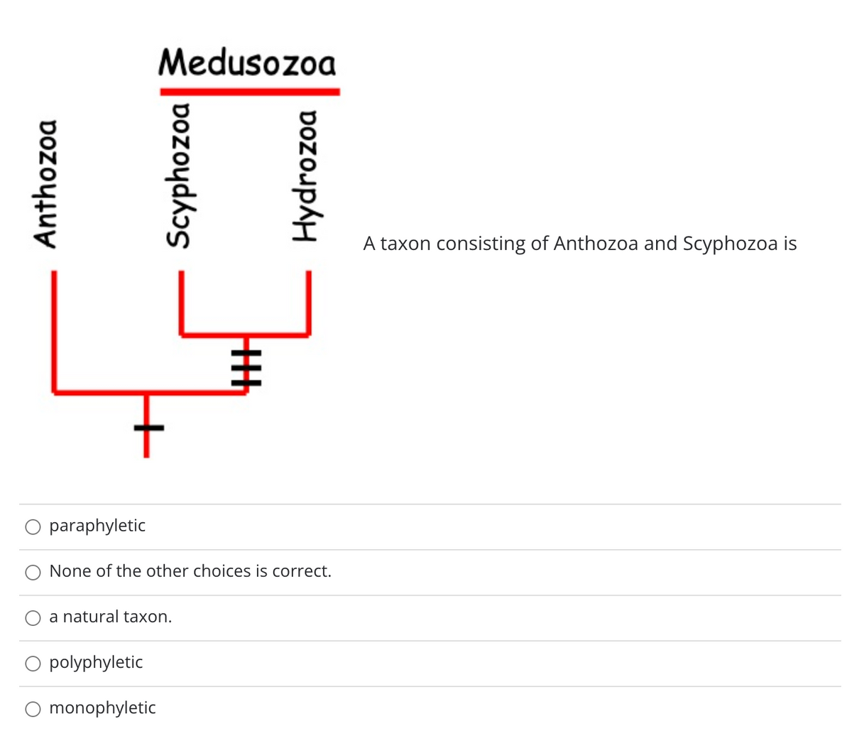 Medusozoa
A taxon consisting of Anthozoa and Scyphozoa is
O paraphyletic
None of the other choices is correct.
a natural taxon.
polyphyletic
monophyletic
Anthozoa
Scyphozoa
Hydrozoa
