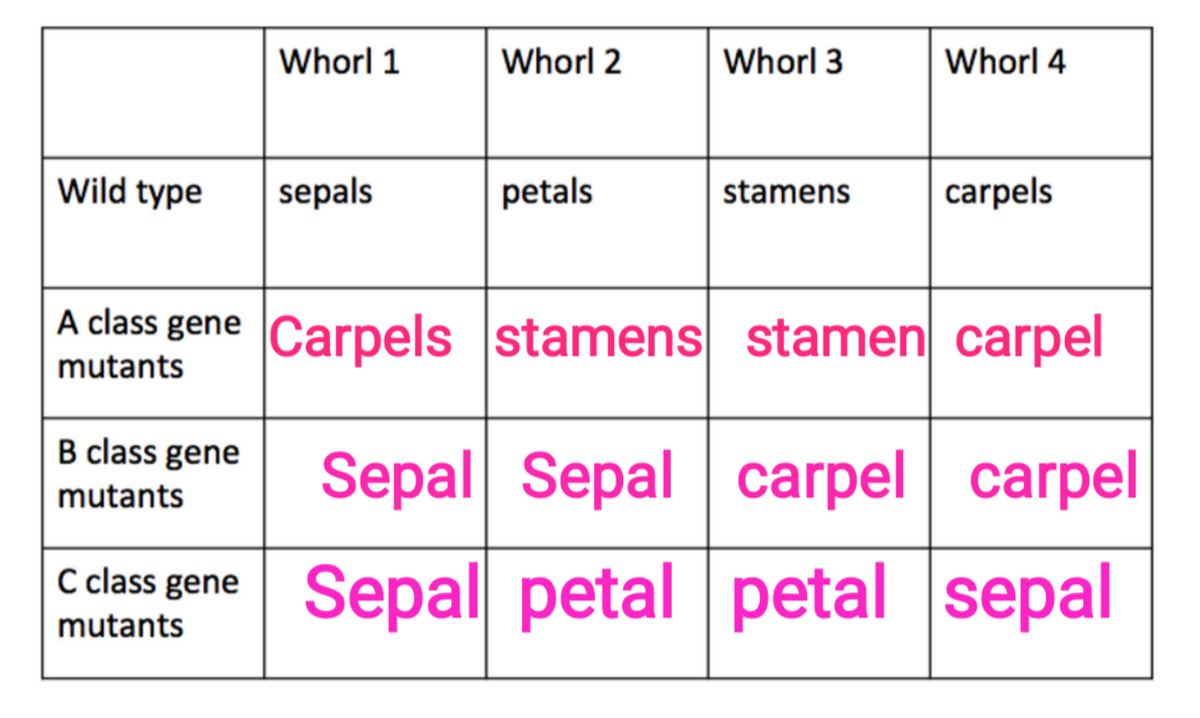 Whorl 1
Whorl 2
Whorl 3
Whorl 4
Wild type
sepals
petals
stamens
carpels
A class gene Carpels stamens stamen carpel
mutants
B class gene
Sepal Sepal carpel carpel
mutants
Sepal petal petal sepal
C class gene
mutants
