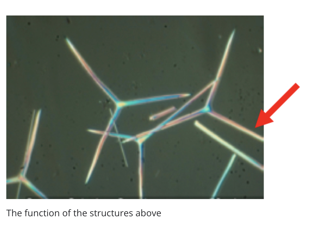 The function of the structures above
