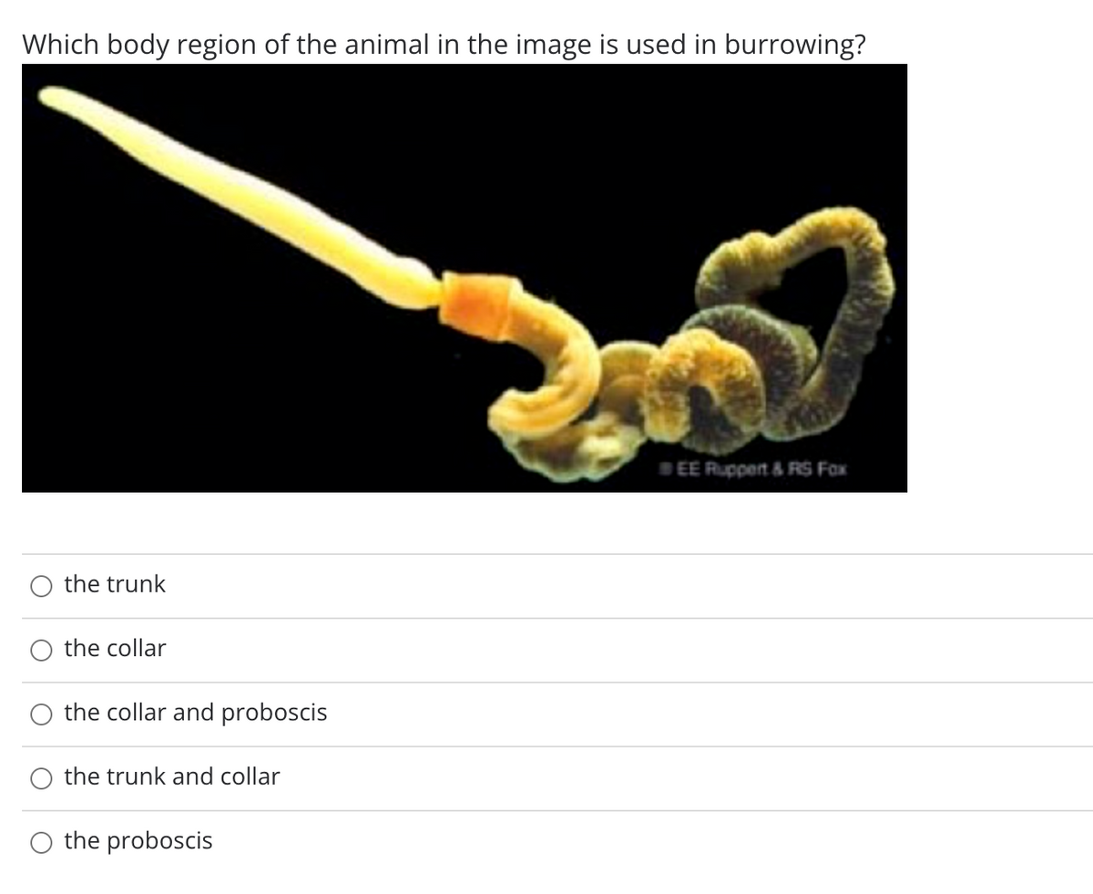 Which body region of the animal in the image is used in burrowing?
BEE Ruppert & RS Fax
the trunk
the collar
the collar and proboscis
the trunk and collar
the proboscis
