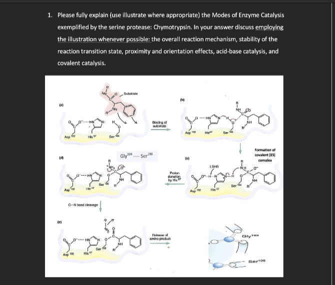 1. Please fully explain (use illustrate where appropriate) the Modes of Enzyme Catalysis
exemplified by the serine protease: Chymotrypsin. In your answer discuss employing
the illustration whenever possible: the overall reaction mechanism, stability of the
reaction transition state, proximity and orientation effects, acid-base catalysis, and
covalent catalysis.
(c)
(0)
Ap
Asp Toe
His
Asp 10
C-N bond cleavage
HN
Ho
Ser
Ger
Binding of
substi
196
Ser
Gly
alto video
LBHB
NH
Sere
HAR
Proton
donation
by H
(h)
Fel of
amino product
yest
OHN
Hig
Ser
Ap
(0)
Formation of
covalent (ES)
Alp Me
complex
Serios